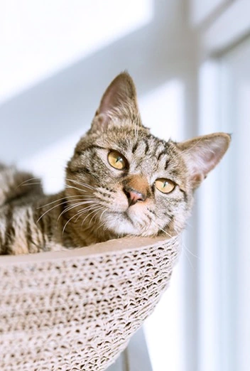 John Dog Herbst-Must-Haves für Katzen
