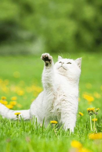 John Dog Sommer-Must-Haves für Katzen