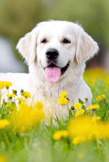 John Dog Sommer-Must-Haves für Hunde