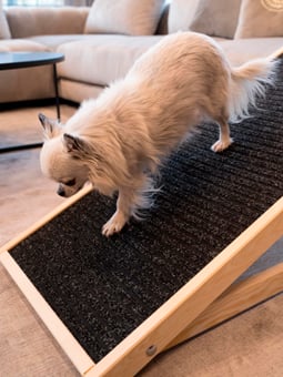 Ein Chihuahua-Hund läuft eine Holzrampe im Wohnzimmer hinunter.