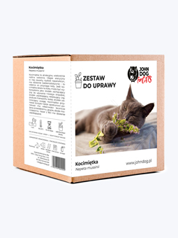 Katzenminze für Katzen. Anzuchtset im Topf