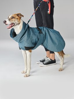 Whippet-Hund in blauer Outdoor-Hundejacke von John Dog