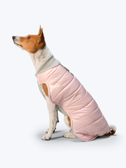 Sitzender Basenji-Hund mit rosa Winterjacke aus der John Dog Black Kollektion