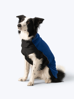 Sitzender Border Collie Hund mit kornblumenblauem Fleece-Hundesweatshirt von John Dog