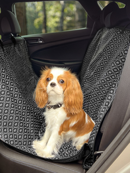 Cavalier auf der John Dog Black-Automatte