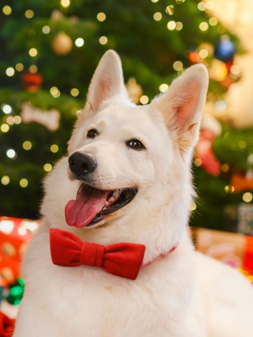 Schweizer Schäferhund mit roter Weihnachtsfliege von John Dog