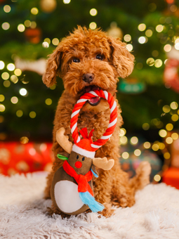Brauner Hund mit Weihnachtsspielzeug Hund Plüsch Quietsch-Rentier mit Schnur von Dingo