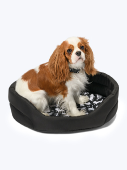 Cavalier im ovalen Hundebett aus der John Dog Black Comics Kollektion