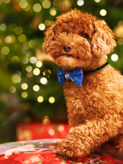 Ein Zwergpudelhund sitzt unter einem Weihnachtsbaum und trägt eine marineblaue Fliege mit einem Weihnachtsmuster von John Dog.