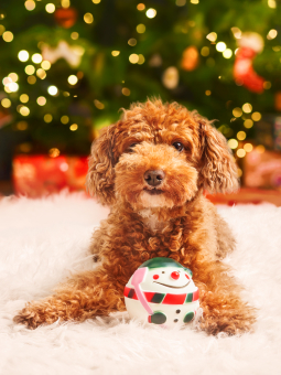 Toy-Pudel-Hund, der unter einem Weihnachtsbaum sitzt und eine Schneemannkugel im Maul hält, von Dingo.