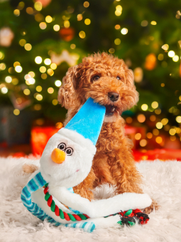 Zwergpudelhund, der unter einem Weihnachtsbaum sitzt und einen Spielzeugschneemann im Maul hält, Marke Dingo.