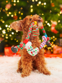 Toy-Pudel-Hund, der unter einem Weihnachtsbaum sitzt und ein Seilspielzeug im Maul hält, von Dingo.