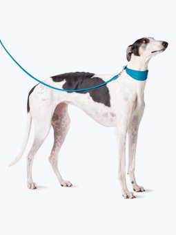 Gerades Halsband und Leine in Seeblau, Leder, für Windhunde, von John Dog, abgebildet am Windhund.