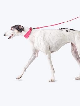 Gerades Halsband und Leine in rosa, Leder, für Windhunde, von John Dog, abgebildet am Windhund.