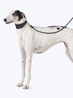Gerades Halsband und Leine in Schwarz, Leder, für Windhunde, von John Dog, abgebildet am Windhund.