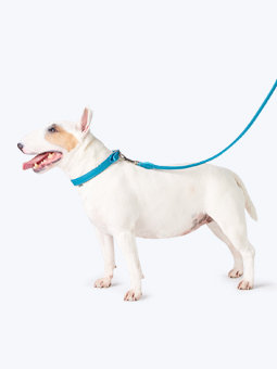 Bulldogge in Leder Hundezubehör - Halsband und Leine gerade blau marine, von John Dog.