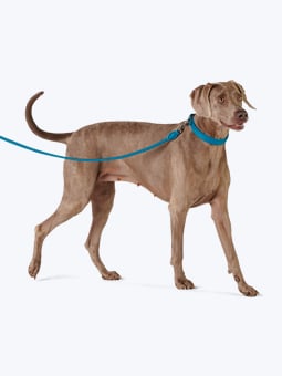 Weimaraner-Wallach in Leder-Hundezubehör - Halsband und gerade Leine in Seeblau, von John Dog.
