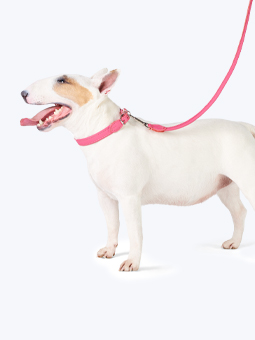 Bulldogge in Leder Hundezubehör - Halsband und Leine gerade rosa, von John Dog.