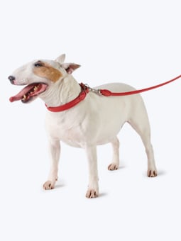 Bulldogge in Leder Hundezubehör - Halsband und Leine gerade rot, von John Dog.
