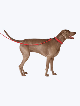 Weimaraner Wallach in Leder Hundezubehör - Halsband und gerade Leine in rot, von John Dog.