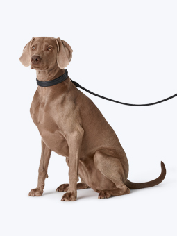 Weimaraner Wallach in Leder Hundezubehör - Halsband und gerade Leine in schwarz, von John Dog.