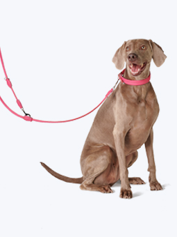 Weimaraner Wallach in Leder Hundezubehör - Halsband und auswechselbare Leine in rosa, von John Dog.