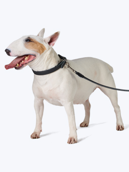 Bulldogge in Leder Hundezubehör - Halsband und auswechselbare Leine schwarz, von John Dog.