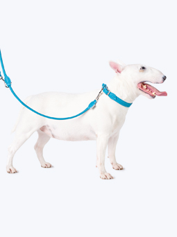 Bulldogge in Leder-Hundezubehör - Halsband und verschlungene Leine in Meeresblau, von John Dog.