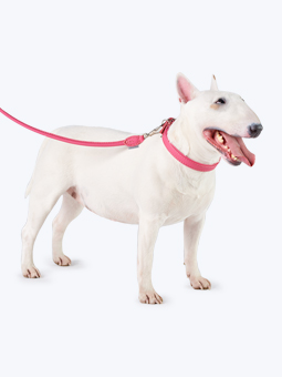 Bulldogge in Leder-Hundezubehör - Halsband und verschlungene Leine in Pink, von John Dog.