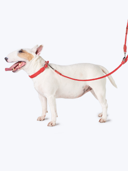 Bulldogge in Leder-Hundezubehör - Halsband und verschlungene Leine in Rot, von John Dog.