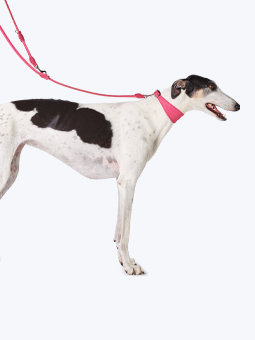 Rosafarbenes, austauschbares Lederhalsband und Leine für Windhunde von John Dog, abgebildet am Windhund.