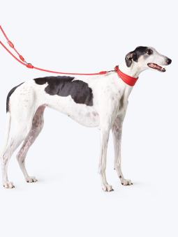 Rotes, austauschbares Lederhalsband und Leine für Windhunde, von John Dog, abgebildet am Windhund.