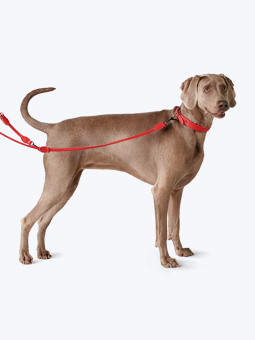 Weimaraner Wallach in Leder Hundezubehör - Halsband und auswechselbare Leine in rot, von John Dog.