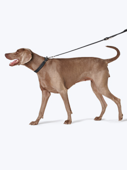 Weimaraner Wallach in Leder Hundezubehör - Halsband und auswechselbare Leine in schwarz, von John Dog.