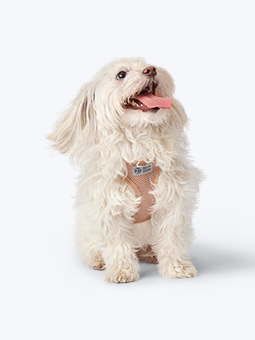 Malteser in beigem, druckfreiem Netzgeschirr, Marke John Dog.