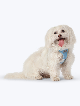 Maltesergeschirr aus blauem Mesh ohne Druck, Marke John Dog.