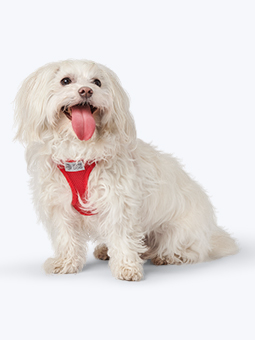 Malteser im druckfreien Netzgeschirr in rot, Marke John Dog.