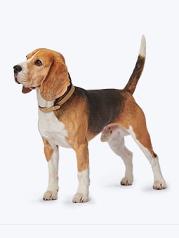 Beagle-Hund mit beigefarbenem Hundehalsband aus Leder, Marke John Dog.