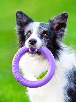 Das Bild zeigt einen schwarz-weißen Border Collie, der einen lila Ringelzug in den Zähnen hält. Der Hund steht vor einem Hintergrund aus lebhaftem grünem Gras, das der Szene einen zusätzlichen Kontrast verleiht und das energische Wesen des Hundes unterstreicht.